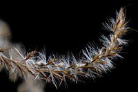 Abstracte macro van een pampagrasblad