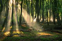 Sun harps in the forest