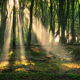 Les harpes du soleil dans la forêt sur Ramon Oost