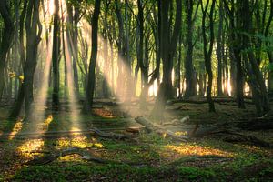 Zonneharpen in het bos van Ramon Oost