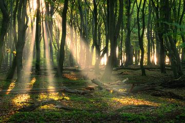 Zonneharpen in het bos van Ramon Oost