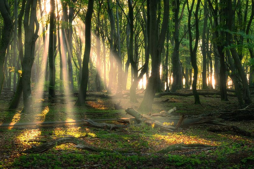 Sun harps in the forest by Ramon Oost