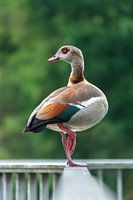 Balancing Nile Goose