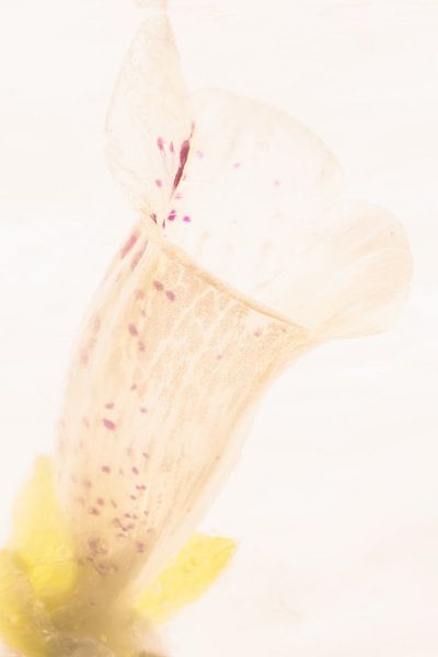 Digitalis in ice 1 by Marc Heiligenstein