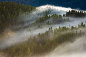 Wald im Nebel