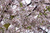 Cherry blossom