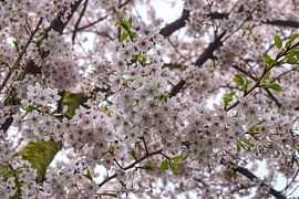 Cherry blossom by BDG pics