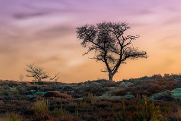 Tree on a Hill by Tim Abeln