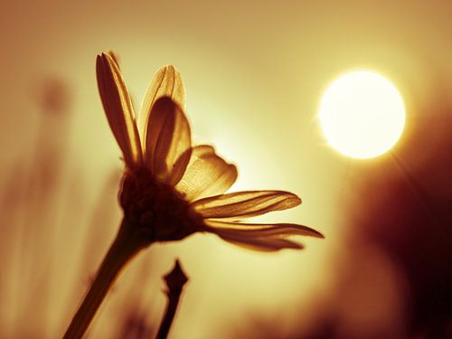Daisy in the sun. by Anne Stielstra