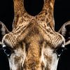 Kleuren Portret van een Giraffe in Close-up van Jan Hermsen