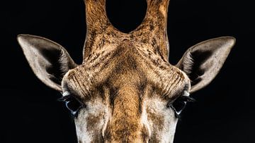 Portret van een Giraffe van Jan Hermsen