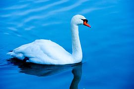 zwaan  von Emanuel Luyten