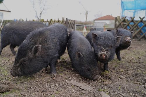 1 jaar oude minivarkens in de tuin