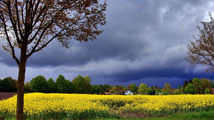 Koolzaadveld met onweerswolken van Edgar Schermaul