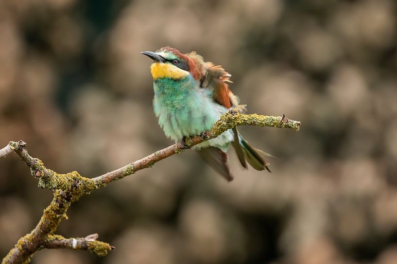 Europese Bijeneter van gea strucks
