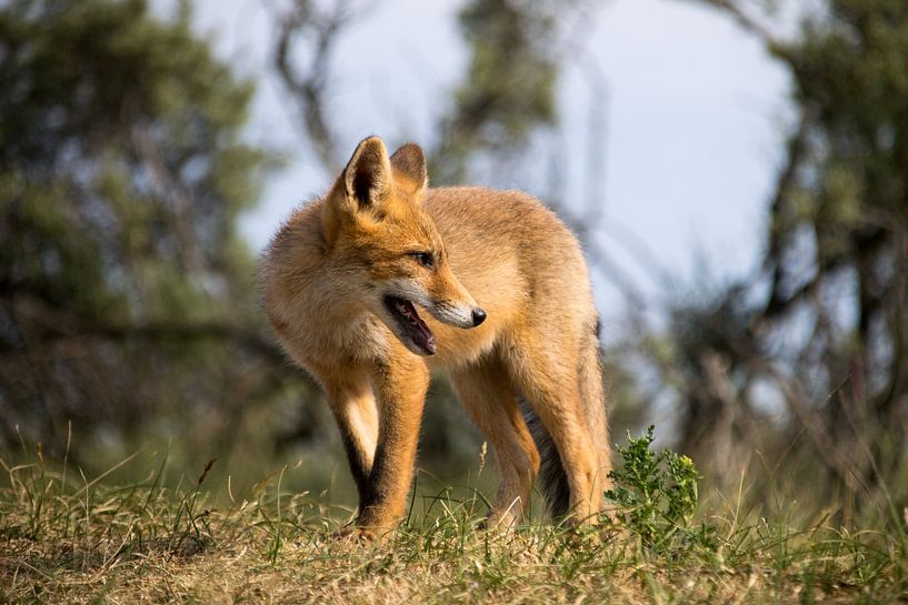 Rotfuchs. von Robert Moeliker