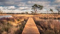 De natuur in over het hek, bij De Malpie in Noord-Brabant van Sven Wildschut thumbnail