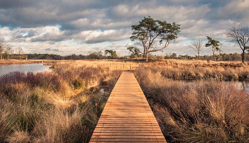 De natuur in over het hek, bij De Malpie in Noord-Brabant