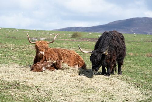 Schotse Hooglander