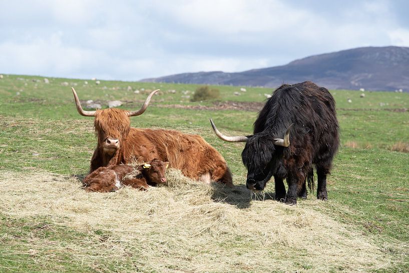 Highlander écossais par Anita Kabbedijk