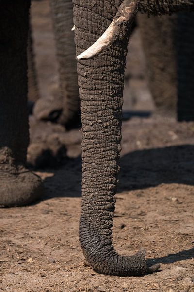 Elefant von Ed Dorrestein