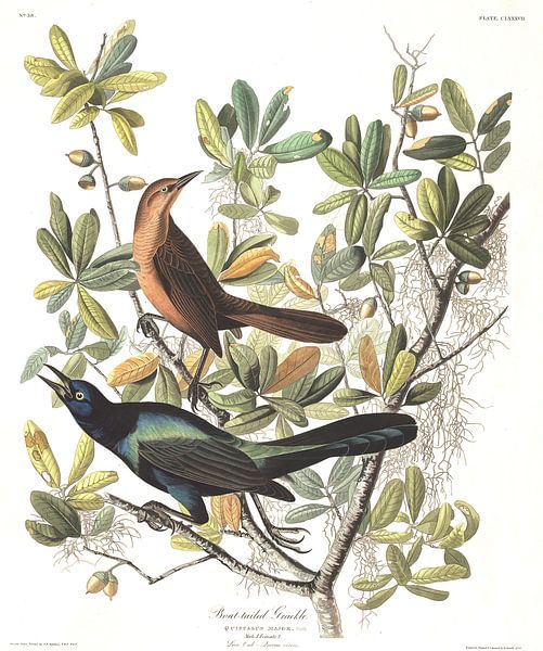 Quiscale des Marais par Birds of America