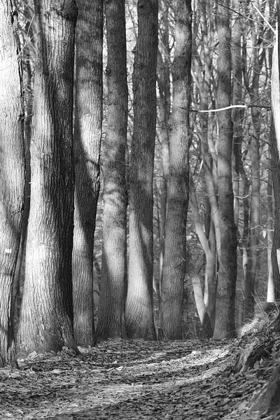 Forest walk by Bärbel Severens