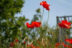 Sonnige Mohnblumen