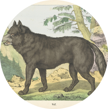 Wolf, Firma Joseph Scholz, 1829 - 1880