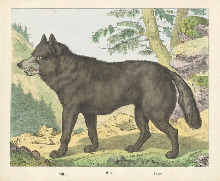 Loup. / Wolf. / Lupo, Firma von Joseph Scholz, 1829 - 1880 von Gave Meesters