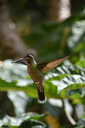 Hummingbird