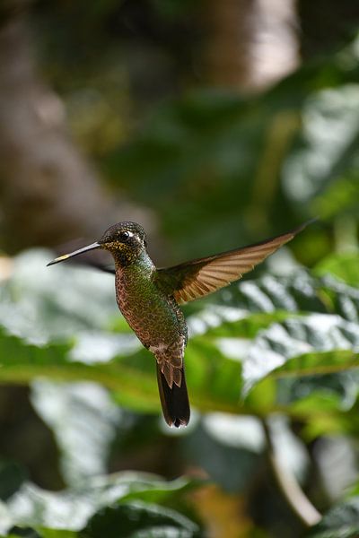 Kolibri von Ton Wever