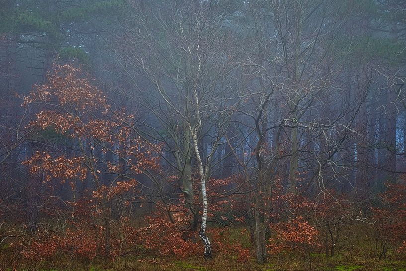 Berk in de mist van peterheinspictures