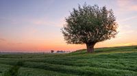 Een alleenstaande boom in het weiland tijdens een zonsopkomst