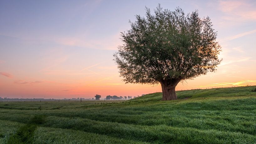 Een alleenstaande boom in het weiland tijdens een zonsopkomst par Erik Graumans