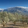 Olivenhain mit Berggipfel in Andalusien, kurz nach der Ernte von Charlotte Serrarens