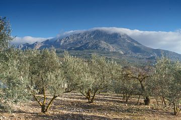 Olivenhain mit Berggipfel in Andalusien, kurz nach der Ernte von Charlotte Serrarens