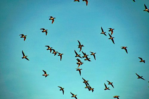 vogelvlucht in blauwe lucht
