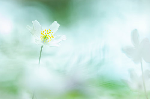 Zarte weiße Blumen im Wald – Sanfte Makro-Naturfotografie