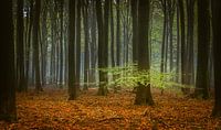 Speulderbos in de herfst van Ton van den Boogaard thumbnail
