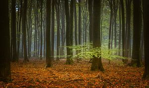 La forêt de Speulder en automne