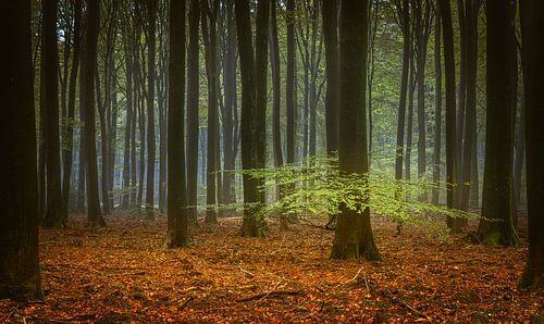 Speulderbos in de herfst