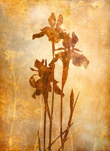 Iris on Gold van Jack Schoneveld