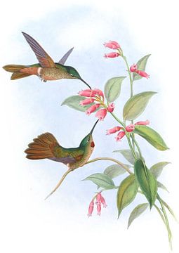 Equatoriaal Lilac-Throat, John Gould van Hummingbirds