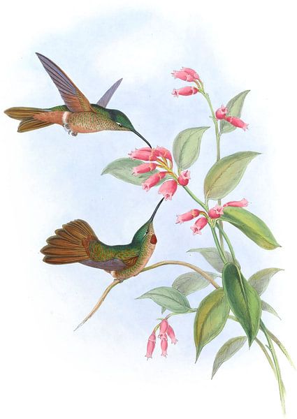Äquatorialer Flilac-Throat, John Gould von Hummingbirds