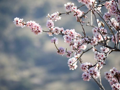 Almond blossom branch with light background