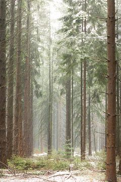 Sneeuw op dennenbomen in het bos van KB Design & Photography (Karen Brouwer)