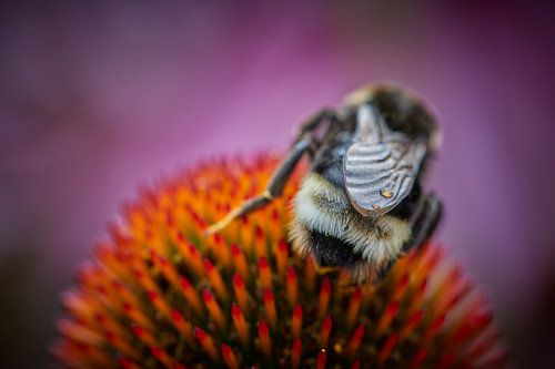 Bij met waterdruppel in eigen omgeving