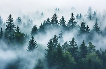 Herbstwald aus der Luft
