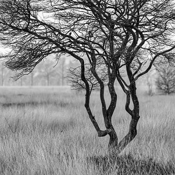 The Wierden Field II by Anneke Hooijer